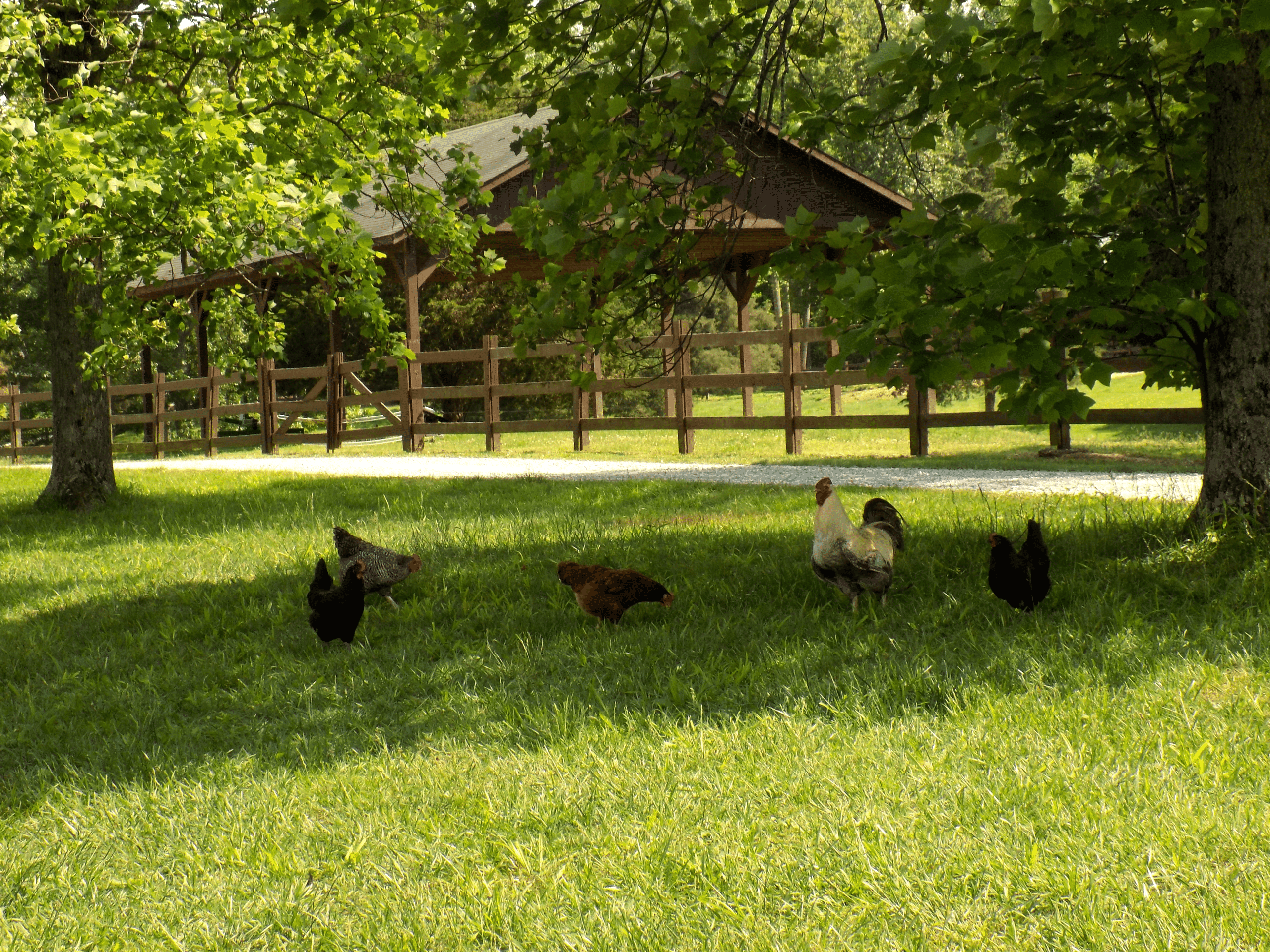 Chickens in the Shade